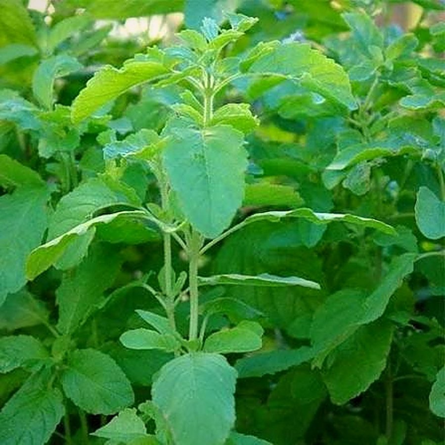 Rama Tulsi