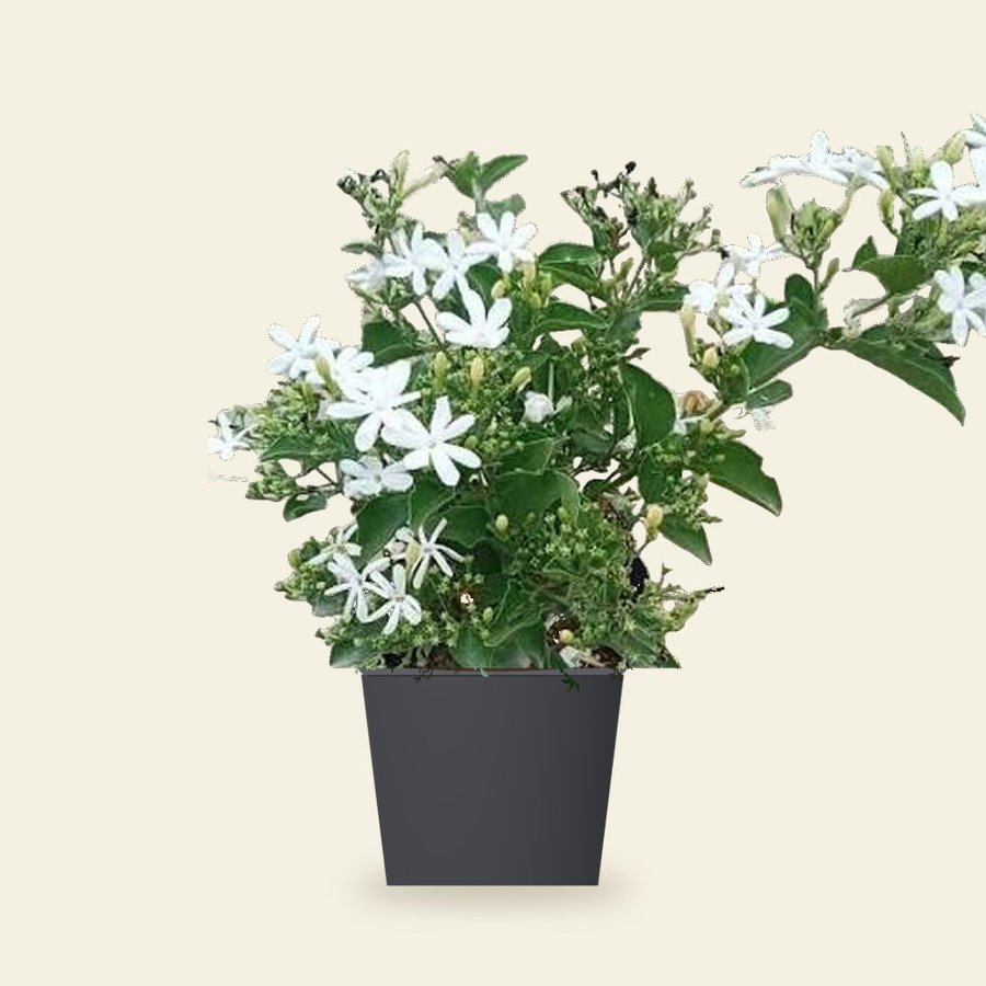 Ranjai Plant (Jasmine) – Small