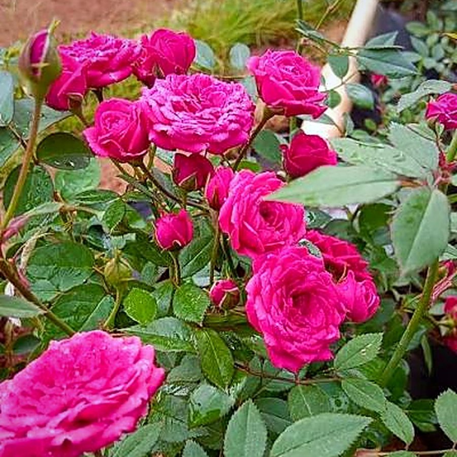 Rose Plant (Pink)