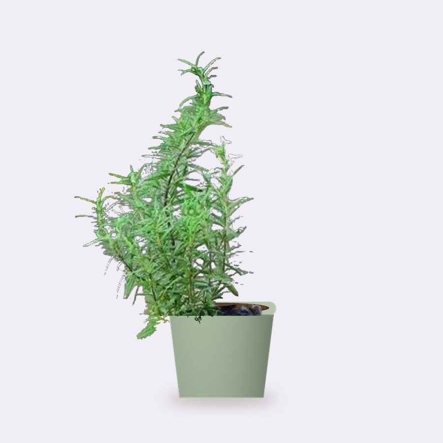 Rosemary Plant – Small