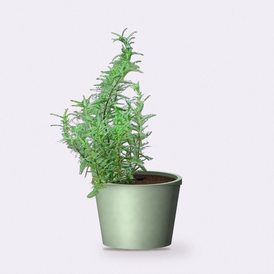 Rosemary Plant