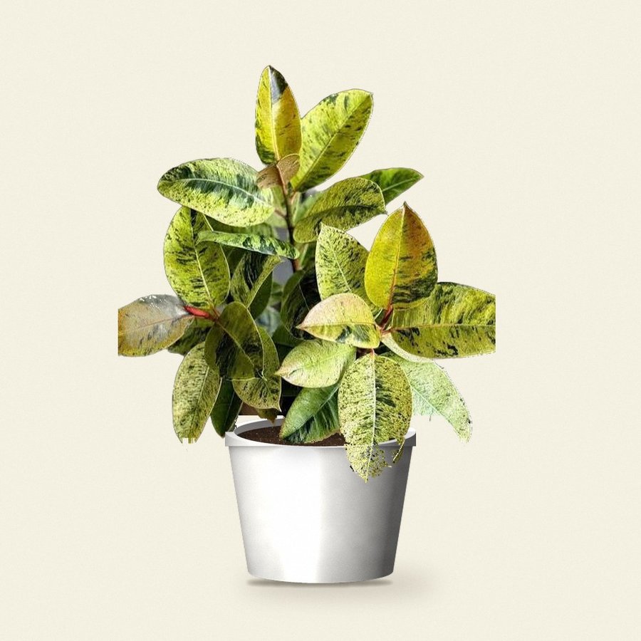 Rubber Plant