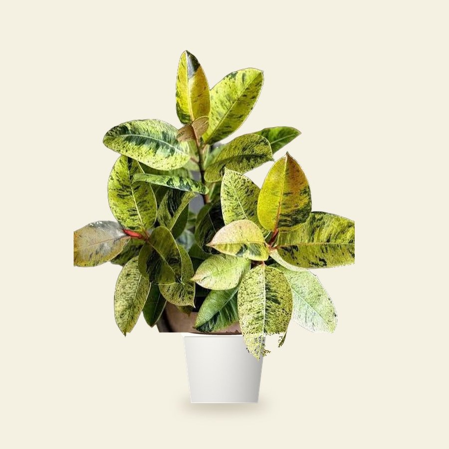 Rubber Plant – Small