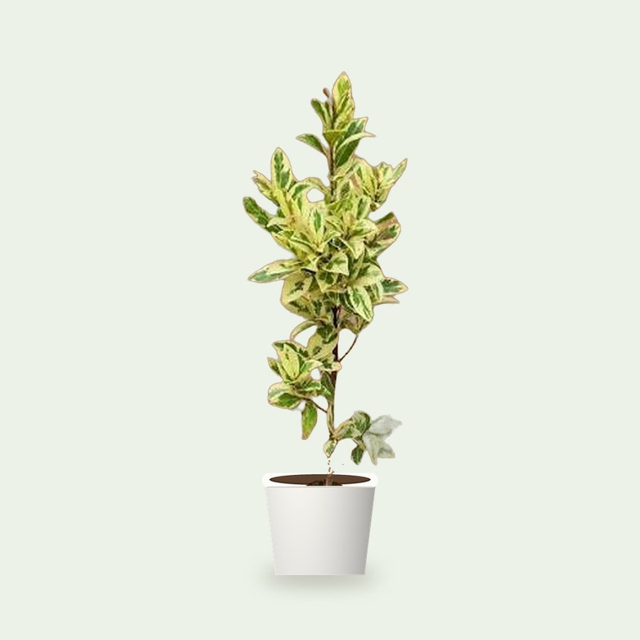 Safari Ficus Plant – Small