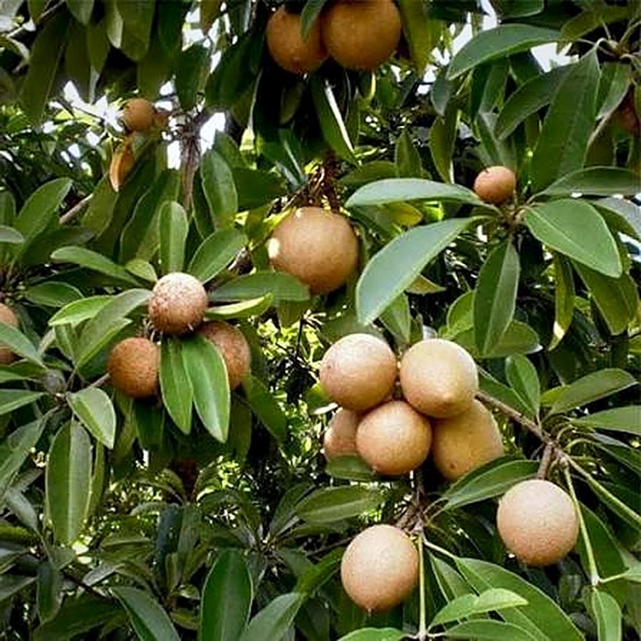 Sapota Plant (Chiku)