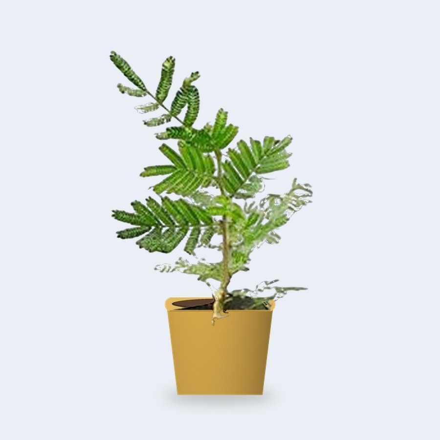 Shami Plant – Small