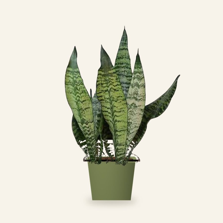 Snake Plant – Futura Superba – Small