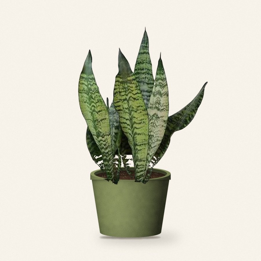 Snake Plant – Futura Superba