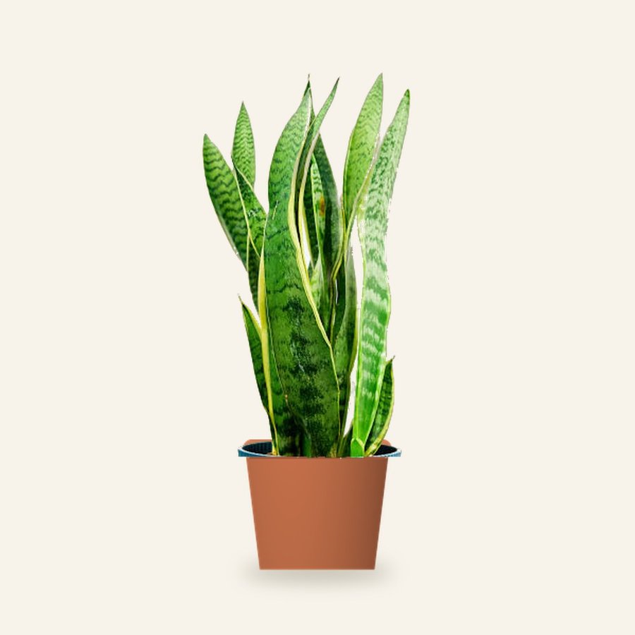 Snake Plant Green – Small