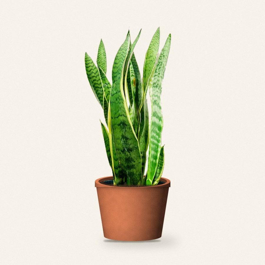 Snake Plant Green