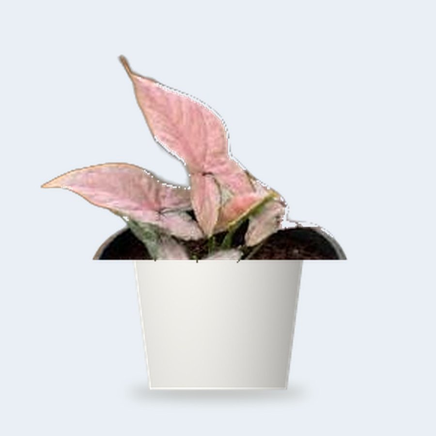 Syngonium Pink Plant – Small