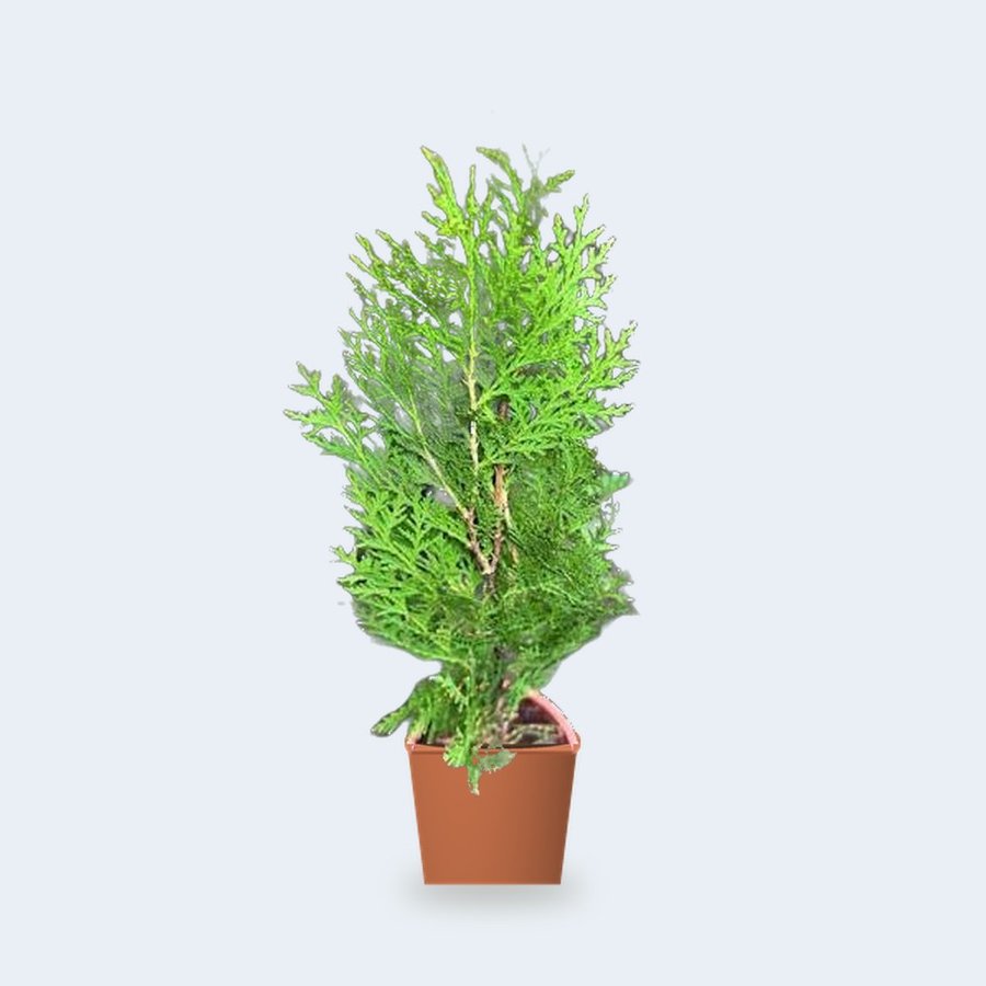 Thuja Plant XL