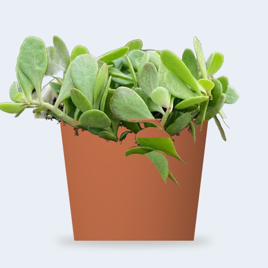 Trailing Jade (Weeping Jade) – Small