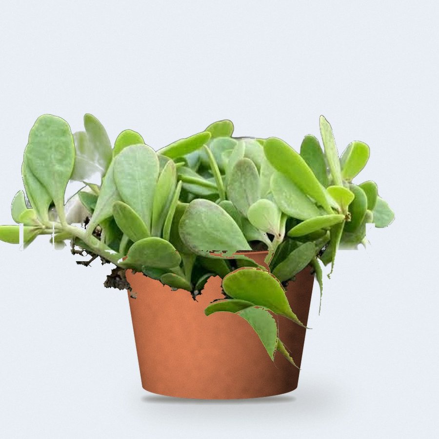 Trailing Jade (Weeping Jade)