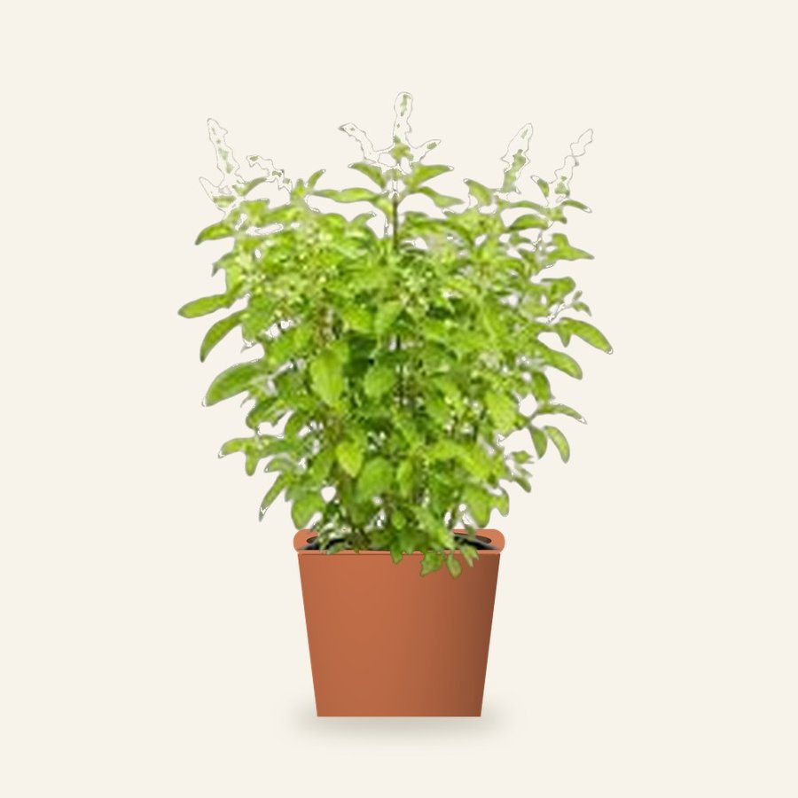 Tulsi Plant (Holy Basil)