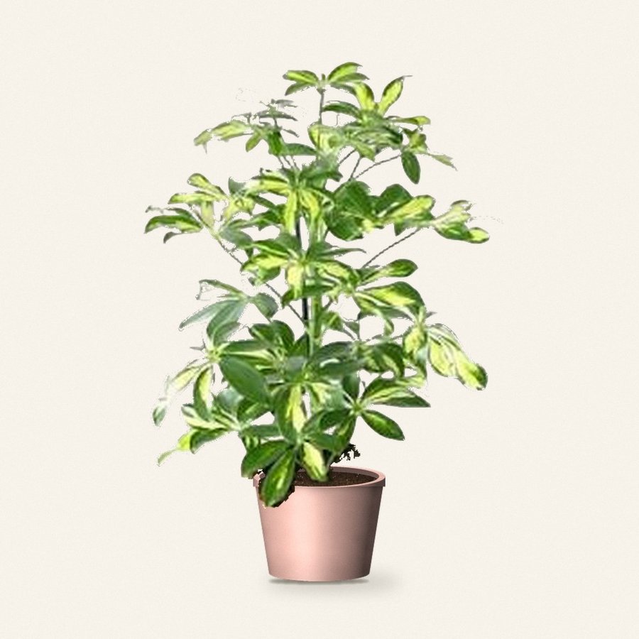 Umbrella Plant (Schefflera)