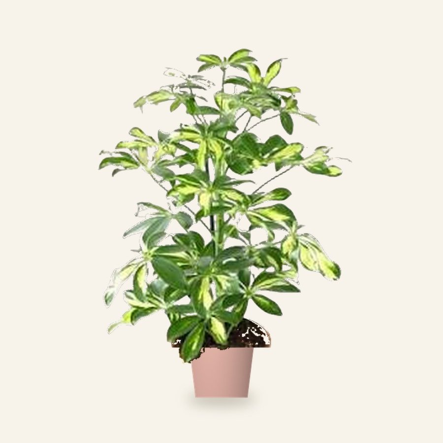 Umbrella Plant (Schefflera) – Small