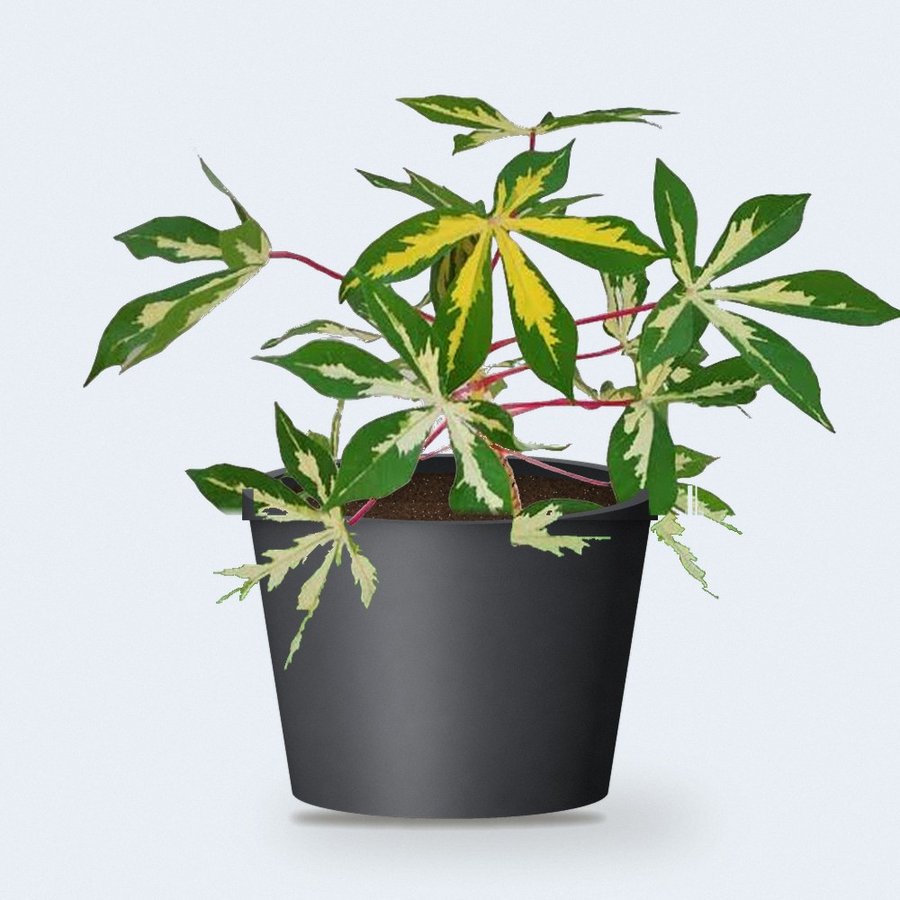 Variegated Cassava Plant