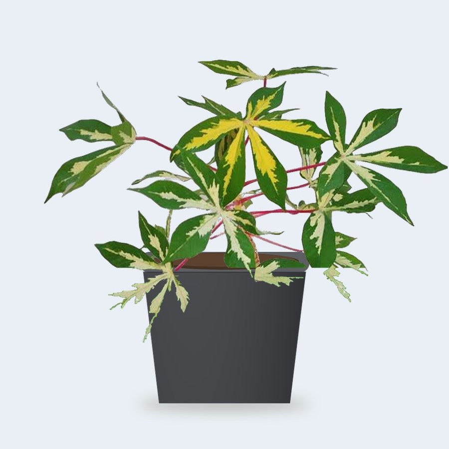 Variegated Cassava Plant – Small