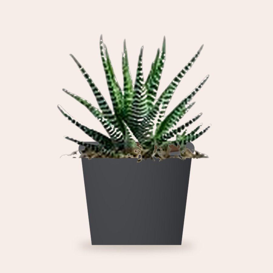 Zebra Haworthia Plant