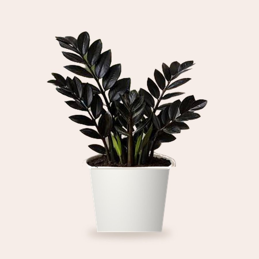 ZZ Black Plant XL – Small