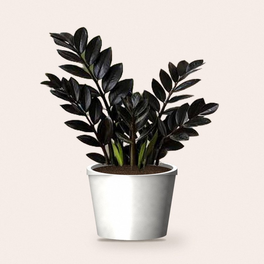 ZZ Black Plant XL