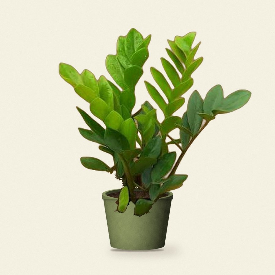 ZZ Plant