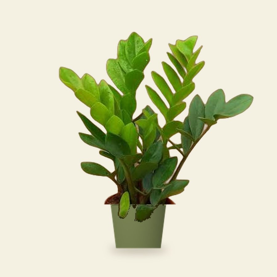 ZZ Plant